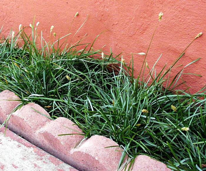 Image of Sesleria caerulea